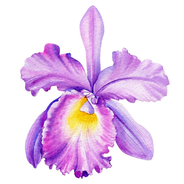 Violet orchid on isolated white background, watercolor botanical painting
