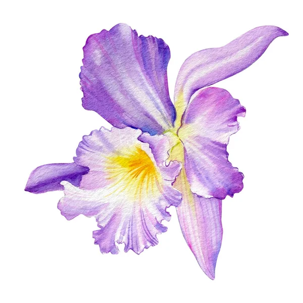 Violet orchidea elszigetelt fehér háttér, akvarell botanikus festészet — Stock Fotó