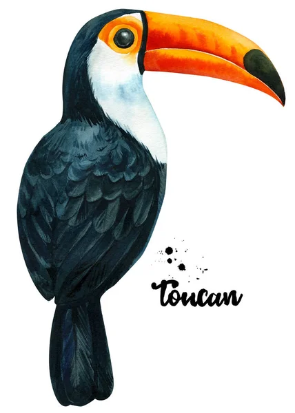 Тропічний птах, туканський акварель, ілюстрація, намальована вручну, ізольована на білому тлі — стокове фото
