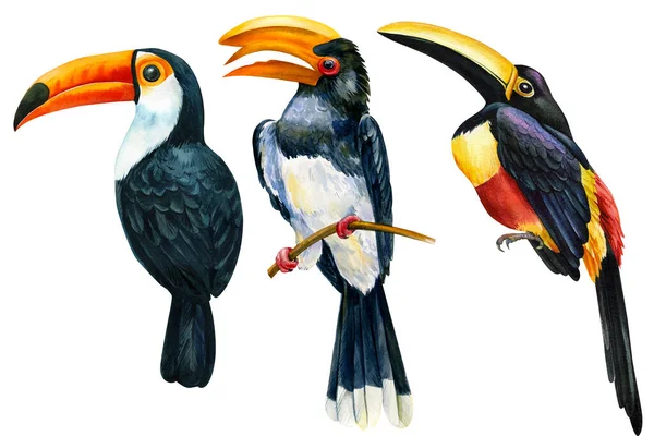 Set de aves tropicales, ilustración de acuarela tucán aislada sobre fondo blanco — Foto de Stock