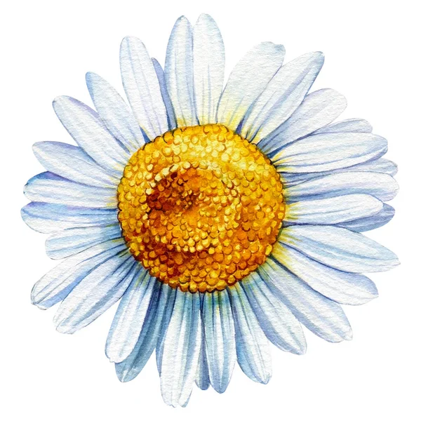 Kamillenblüte Nahaufnahme, isolierter weißer Hintergrund, Aquarell botanische Illustration — Stockfoto