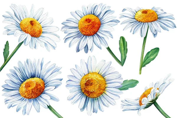 Set bílé sedmikrásky, heřmánek květiny, izolované bílé pozadí, akvarel botanické ilustrace — Stock fotografie