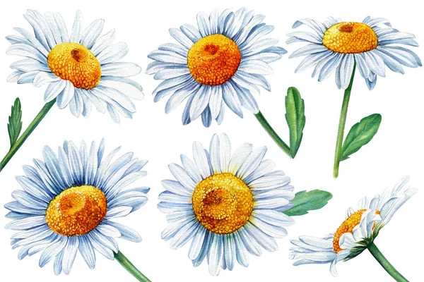 Set witte madeliefje, kamille bloemen, geïsoleerde witte achtergrond, aquarel botanische illustratie — Stockfoto