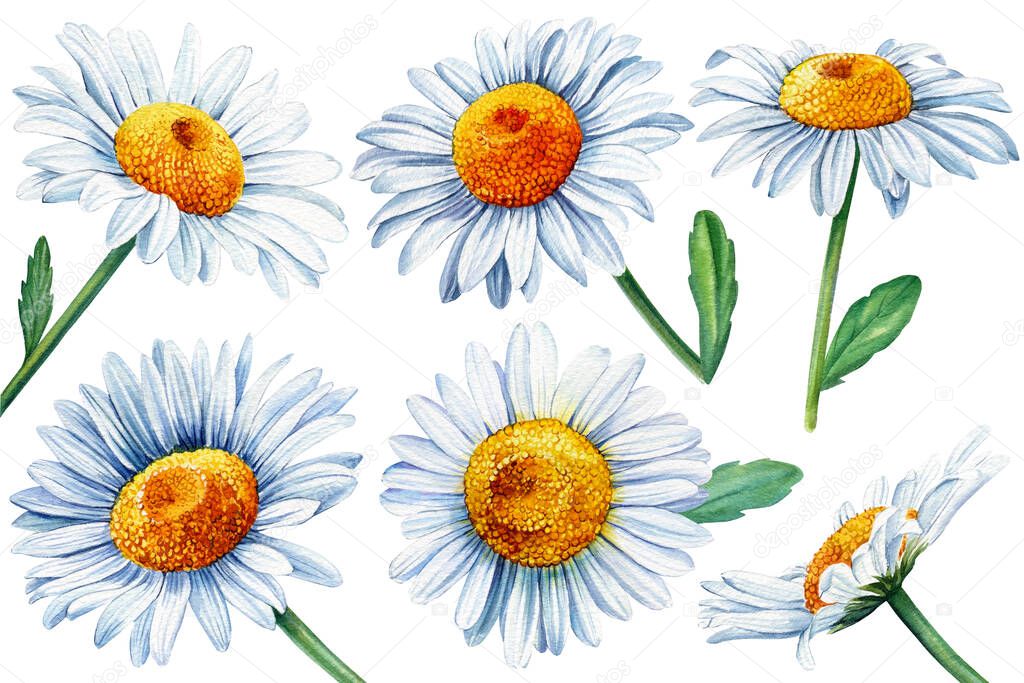 Set white daisy, Chamomile flowers, isolated white background, watercolor botanical illustration