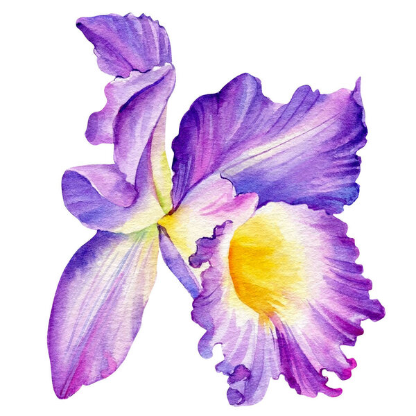 Violet orchid on isolated white background, watercolor botanical painting