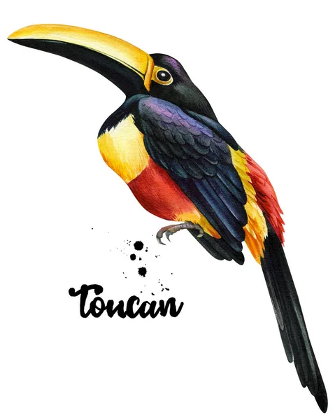 Туканський акварель, тропічний птах, намальована рука ілюстрація ізольована на білому тлі — стокове фото