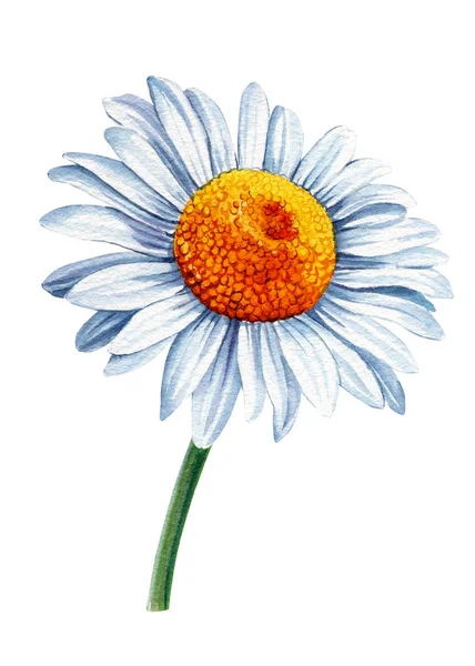 Акварельная маргаритка. Ромашка белый цветок, изолированный фон, акварель ботаническая иллюстрация — стоковое фото