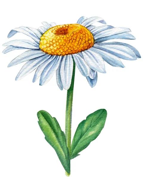 Margarita acuarela. Manzanilla flor blanca, fondo aislado, acuarela ilustración botánica —  Fotos de Stock