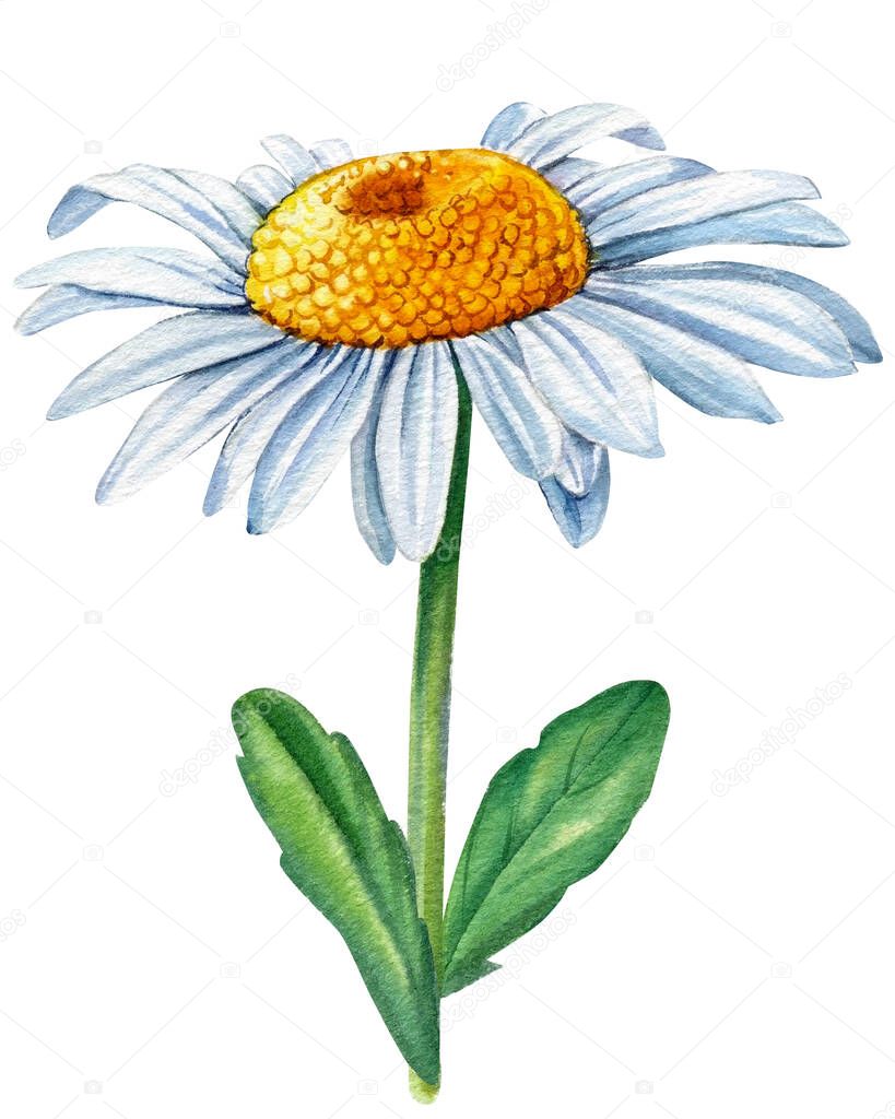 Watercolor daisy. Chamomile white flower, isolated background, watercolor botanical illustration