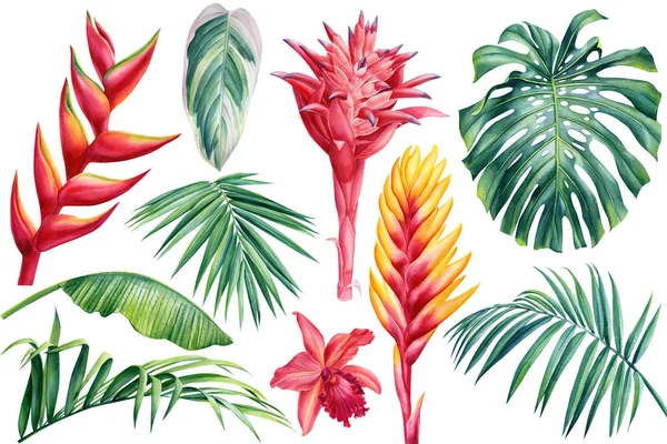 Акварельний набір екзотичних квітів вертольота і листя пальми. Ботанічна яскрава колекція природи ізольований фон — стокове фото