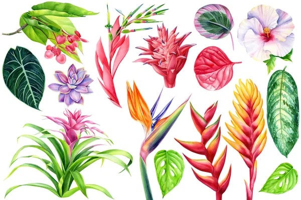 Акварель встановлює тропічні квіти, соковиті і пальмові листя. Ручний креслення елементів квіткового дизайну . — стокове фото
