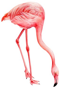 İzole edilmiş beyaz arkaplanda pembe flamingo, suluboya çizimi