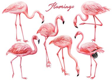 Beyaz arka planda farklı flamingo kuşları. Suluboya pembe flamingo