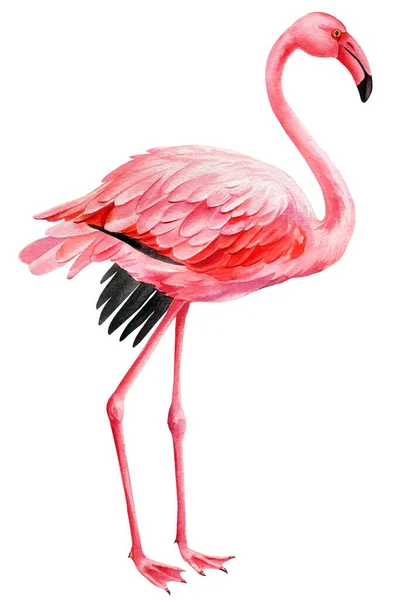 Flamenco rosa sobre fondo blanco aislado, ilustración en acuarela. ave tropical — Foto de Stock
