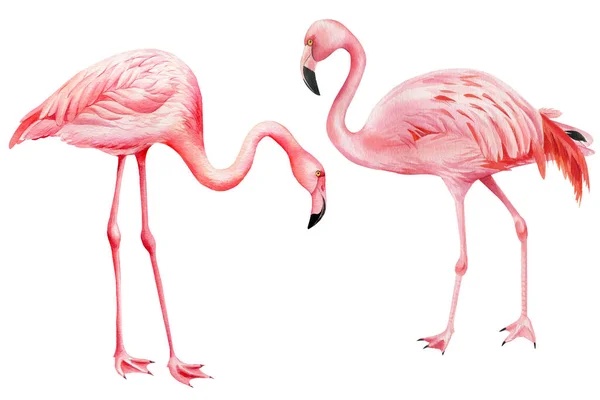 Uccelli tropicali, fenicottero rosa su uno sfondo bianco isolato, illustrazione ad acquerello — Foto Stock