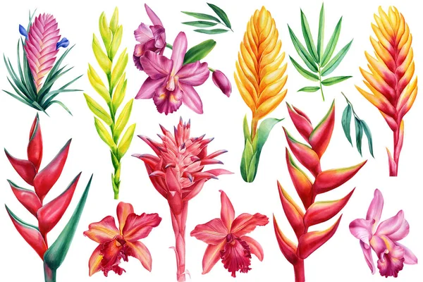 Ensemble de fleurs exotiques tropicales, orchidée, broméliacée, héliconie. Eléments isolés pour la conception. Dessiné à la main — Photo