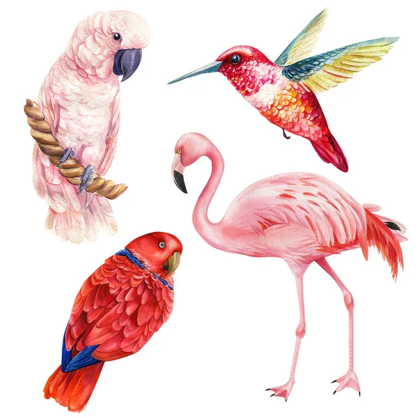 Set de aves loros, flamenco, cacatúa, colibrí sobre fondo blanco, acuarela ilustración — Foto de Stock