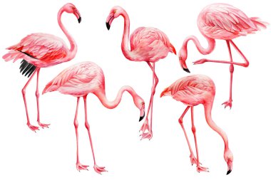 Beyaz arka planda pembe flamingolar ayarlayın. Suluboya flamingo çizimi. Egzotik kuşlar