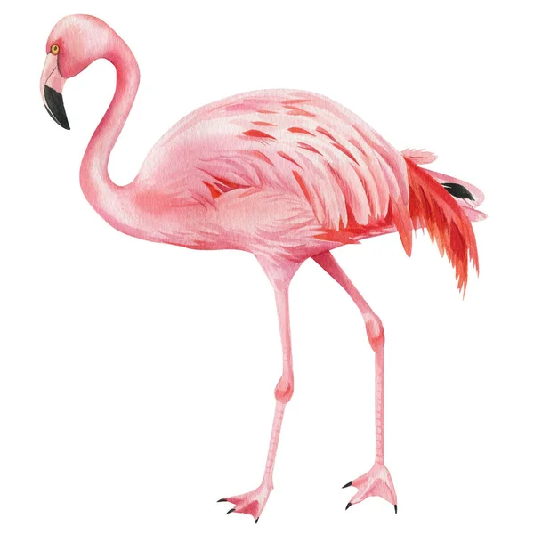 Tropical birds, pink flamingo on an isolated white background, watercolor illustration — Foto Stock