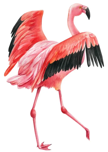 Pink flamingo on an isolated white background, watercolor illustration — Fotografia de Stock
