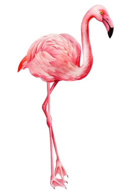 İzole edilmiş beyaz arka planda pembe flamingo, suluboya çizimi. Egzotik kuş
