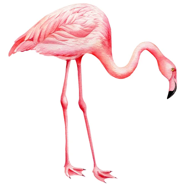 Pink flamingo on an isolated white background, tropical watercolor illustration — Foto Stock