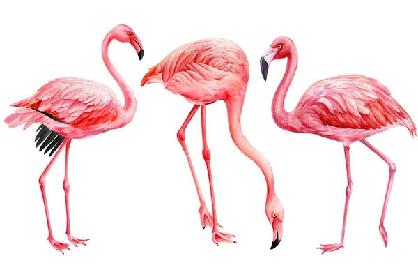 Set fenicotteri, uccelli tropicali su sfondo bianco. Fenicottero rosa acquerello — Foto Stock