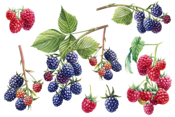 Cabang blackberry dan raspberry. Gambar tangan berwarna air beri ilustrasi botani, latar belakang putih yang terisolasi. — Stok Foto
