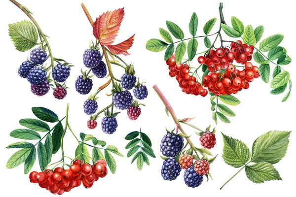 Blackberries and Rowan berries on an isolated white background. Watercolor botanical illustration — Stockfoto