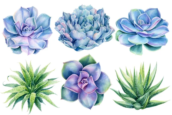 Succulents Hand drawn watercolor painting on white background. — Foto Stock