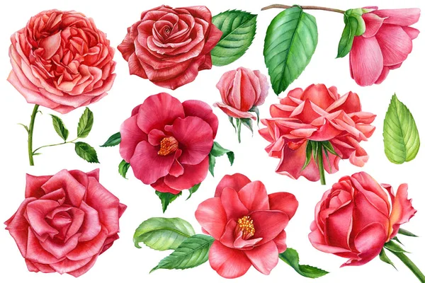 Kwiatowy zestaw kwiatów, kamelia i róże na izolowanym białym, rysunek akwarela, malarstwo botaniczne — Zdjęcie stockowe