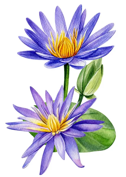 Tropické modré květy, lotos, pupen, list na izolované bílé, akvarel kresba, botanická malba — Stock fotografie