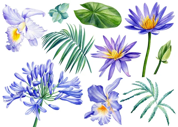 Conjunto de flores, lótus, orquídea, flores do sino, folha de palma em branco isolado, desenho aquarela, pintura botânica, flora — Fotografia de Stock