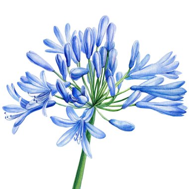 Agapanthus, Nil zambağı, izole edilmiş beyaz üzerine mavi çiçek, suluboya çizimi, botanik resmi, egzotik bitki örtüsü