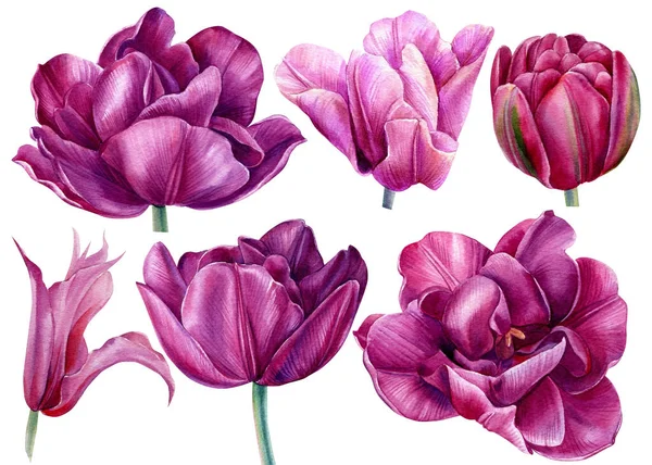 Conjunto de flores, tulipas desenho aquarela, pintura botânica, flora primavera em branco isolado, — Fotografia de Stock