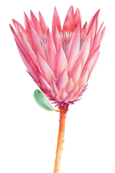 Flor tropical, protea en blanco aislado, dibujo de acuarela, pintura botánica, flora exótica rosa —  Fotos de Stock