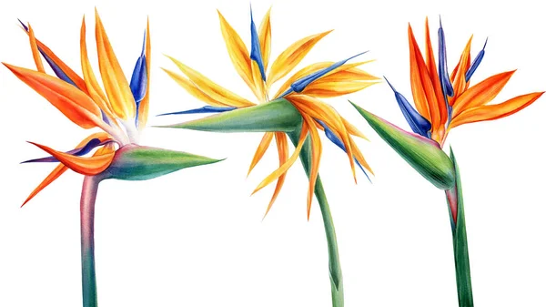 Exóticas flores strelitzia, pájaro del paraíso. Acuarela sobre fondo blanco —  Fotos de Stock