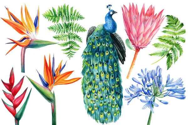 Tropical flowers and peacock on isolated white, watercolor drawing. Strelitzia, protea, fern, heliconia and agapanthus — Stock Photo, Image