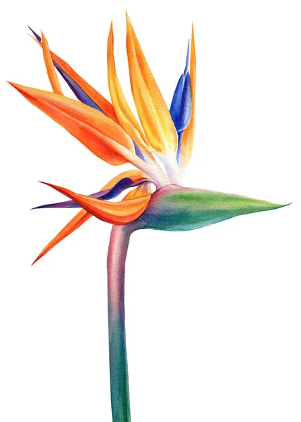 Exotic strelitzia flowers, bird of paradise. Watercolor on white background — Foto Stock