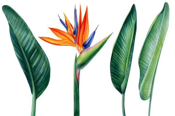 Tropical flower and leaves, paradise flower, strelitzia on white background, watercolor illustration, jungle clipart — Foto Stock