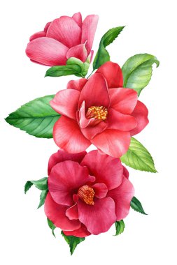 Bir buket çiçek, izole edilmiş beyaz kamelya, suluboya çizimler, botanik resimler. Flora tasarımı