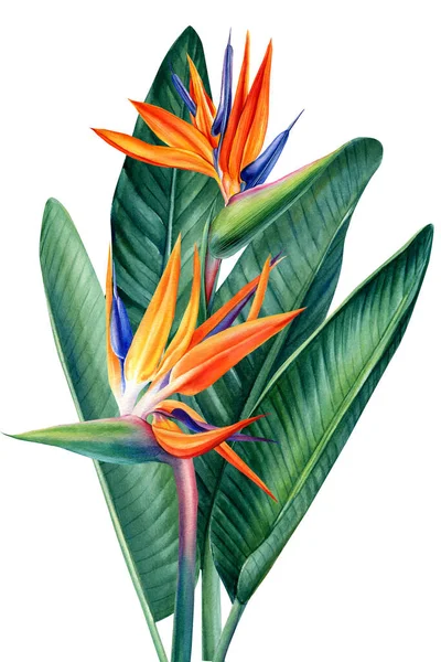 熱帯植物、楽園の花と緑の葉strelitziaと水彩の花束、植物画、ジャングルデザイン — ストック写真