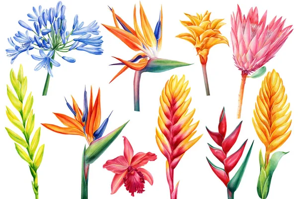 Set of tropical flowers on isolated white, watercolor drawing, botanical painting, exotic flora — Stockfoto