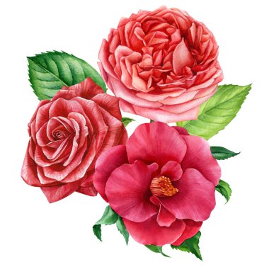 Bouquet of flowers, camellia and rose on isolated white, watercolor drawing, botanical painting
