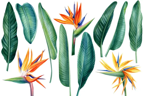 Tropical set, flowers and green palm leaves strelitzia, watercolor illustration, botanical painting, jungle design — стоковое фото