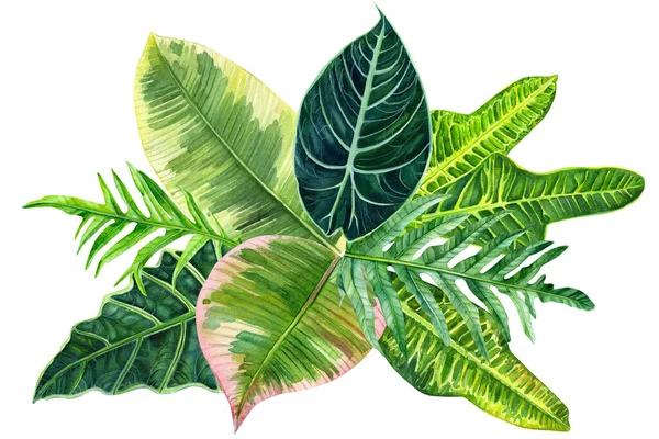 Watercolor Tropical leaves on isolated white, botanical painting, exotic flora — Φωτογραφία Αρχείου