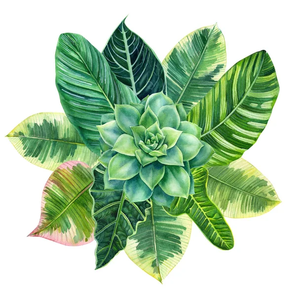 Bouquet of tropical leaves on isolated white, watercolor drawing, botanical painting, exotic flora, succulent — Stockfoto