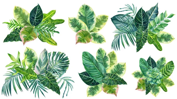 Set of tropical palm leaves on isolated white, watercolor drawing, botanical painting, exotic flora — Zdjęcie stockowe