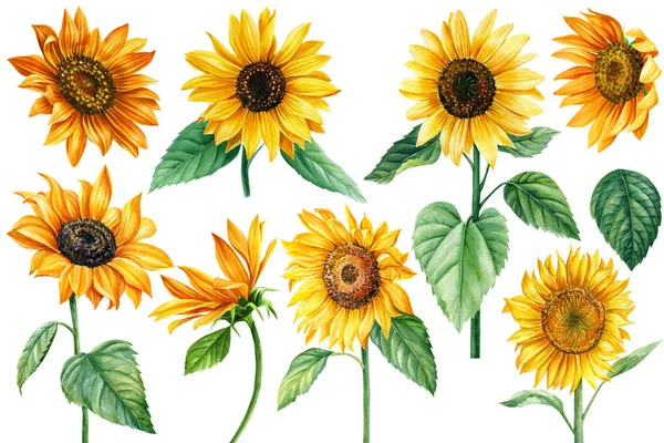Sunflower flowers on isolated white, watercolor drawing, botanical painting — Stockfoto