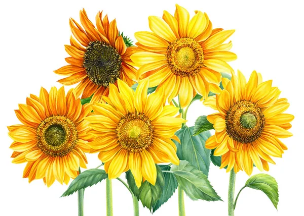 Bunga matahari pada gambar putih, cat air yang terisolasi, lukisan botani. Komposisi musim panas — Stok Foto